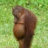 phatcoconut