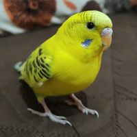 condori8366