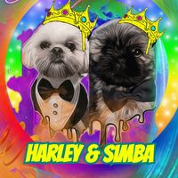 harleybearshihtzu