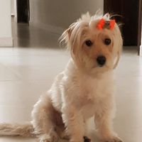 dog_melll