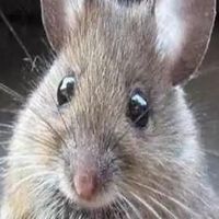 сенко сан ласт крисмас