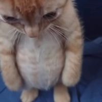 frsadkitten