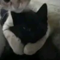 ponyelcaballohomosexual