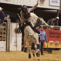 bull_rider_2010
