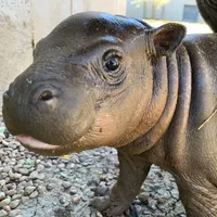 original sound - linkthepygmyhippo