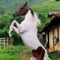 userpiaoraiz