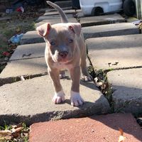 chicothedog1429