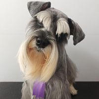 luutobyschnauzer