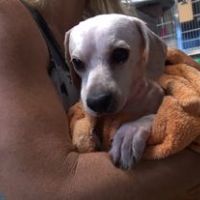 nhạc nền - hopeforpaws_fans