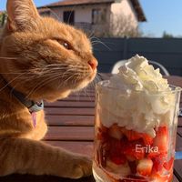 gattosarde