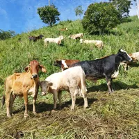 original sound - luis.angel.matamo4