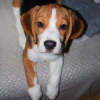 beagle_teodor