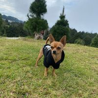 tubolillitodeaurrera