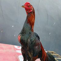suara asli - Alam Raya Farm