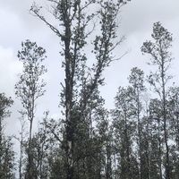 inthemiddleofohiatrees