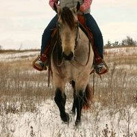 mcselecthorses