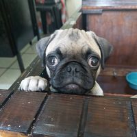 pugcita_prinss