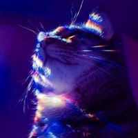 kittkatt717