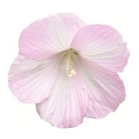 0dera