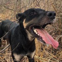 escutaolatidooficial