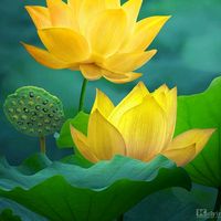 userlotus.17