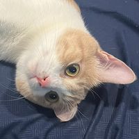 ramendailymonthlyyearly