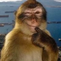 saikisbigfatknockers