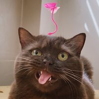 mellamoshakirashakira