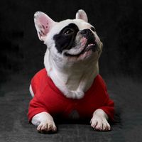 morgan.elfrenchie