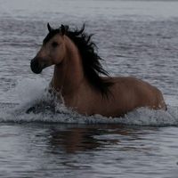 editex_cavalo