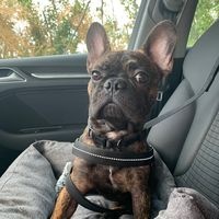 cesare_thefrenchie