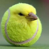 tenis.bal.birb