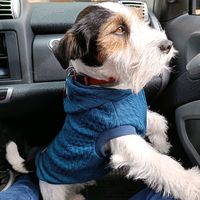 bogie_jackrussell