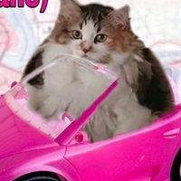 silencehappiestdaytoday