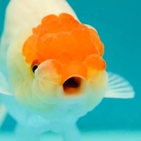 whitebasilwhite_.pearl