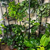 hereallyloveshisplants