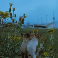 original sound - mewowsics