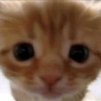 meowkkkkjj
