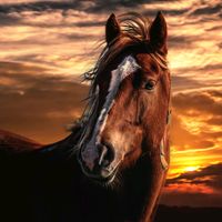 un_secret_de_cheval