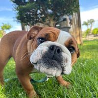 daisytheagilitybulldog1