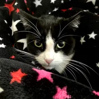 original sound - user205028794zebbie