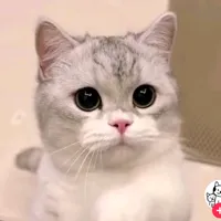 original sound - mini077329