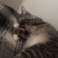 scarykoala17