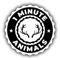 original sound - 1minuteanimals