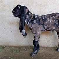 sheikh.goatfarm