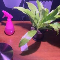 Hello kitty island adventure