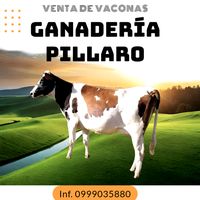 ganaderiapillaro