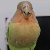 feather_hub12