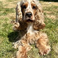 ecspuppiesforadoption