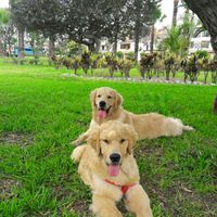 my_goldenretriever05